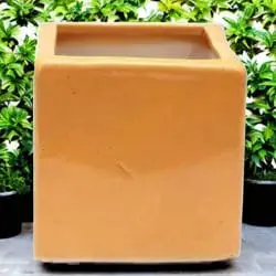 YELLOW SPECKLED TREE PLANTER